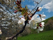 82 Fiori di ciliegio...